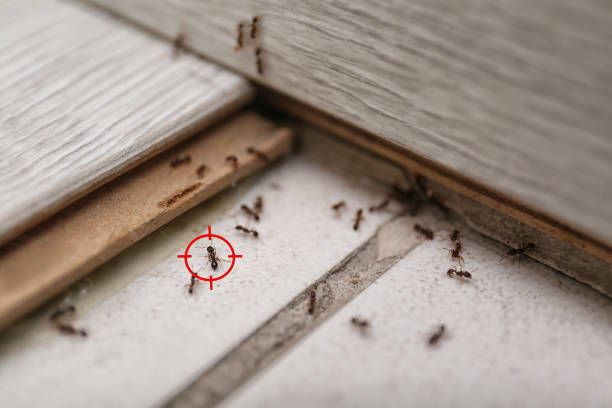 Pest Prevention Services in Lowesville, NC