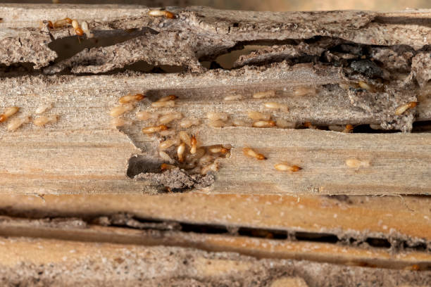 Trusted Lowesville, NC Pest Control Experts