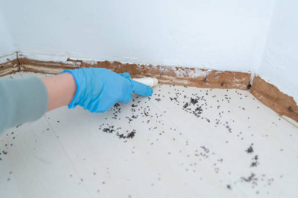 Best Affordable Pest Control Services  in Lowesville, NC